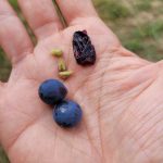 Valutazione della maturazione dell'uva: tecniche di degustazione e analisi per la vendemmia perfetta